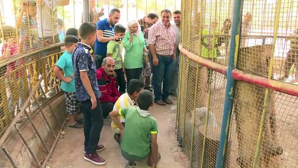 Siria: el simio “Feliz” es el último residente del zoo de Alepo