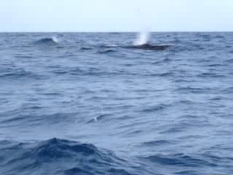 Baleine1