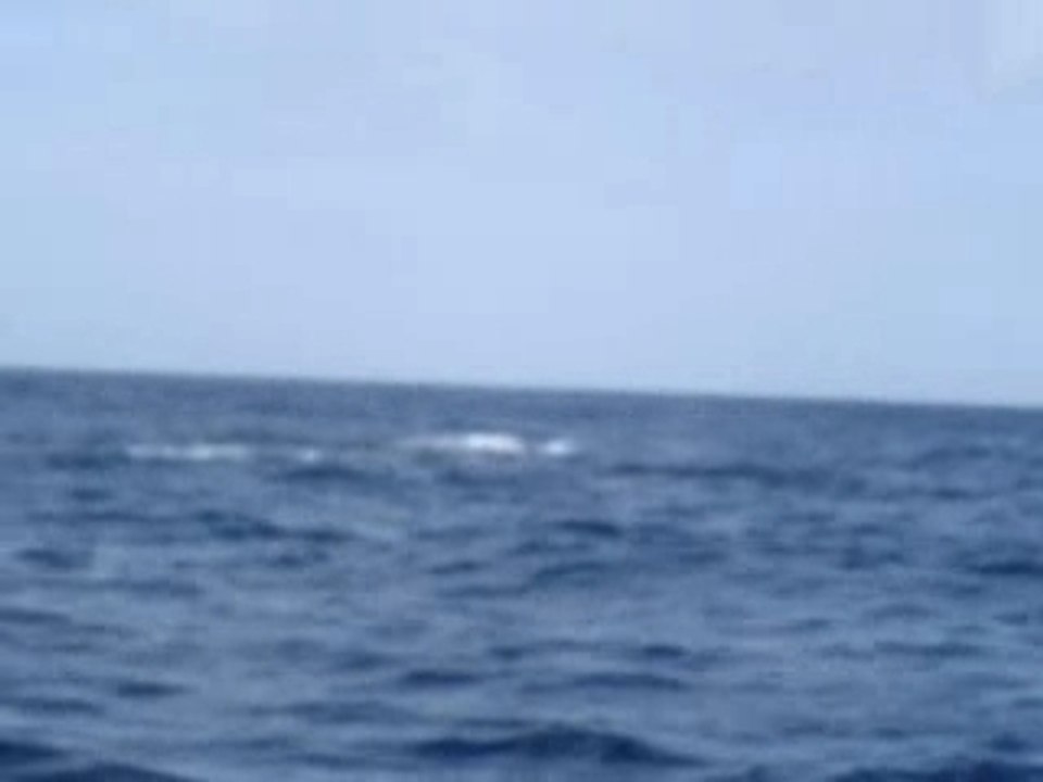 Baleines2