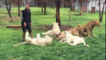 Leopar Saldırısından Hayvanat Bahçesi Bakıcısını Koruyan Kaplan