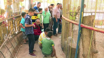 Syrie: près du front, un singe dernier locataire d'un zoo d'Alep