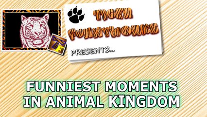Funniest moments in animal kingdom! Watch and laugh! - Funny animal compilation