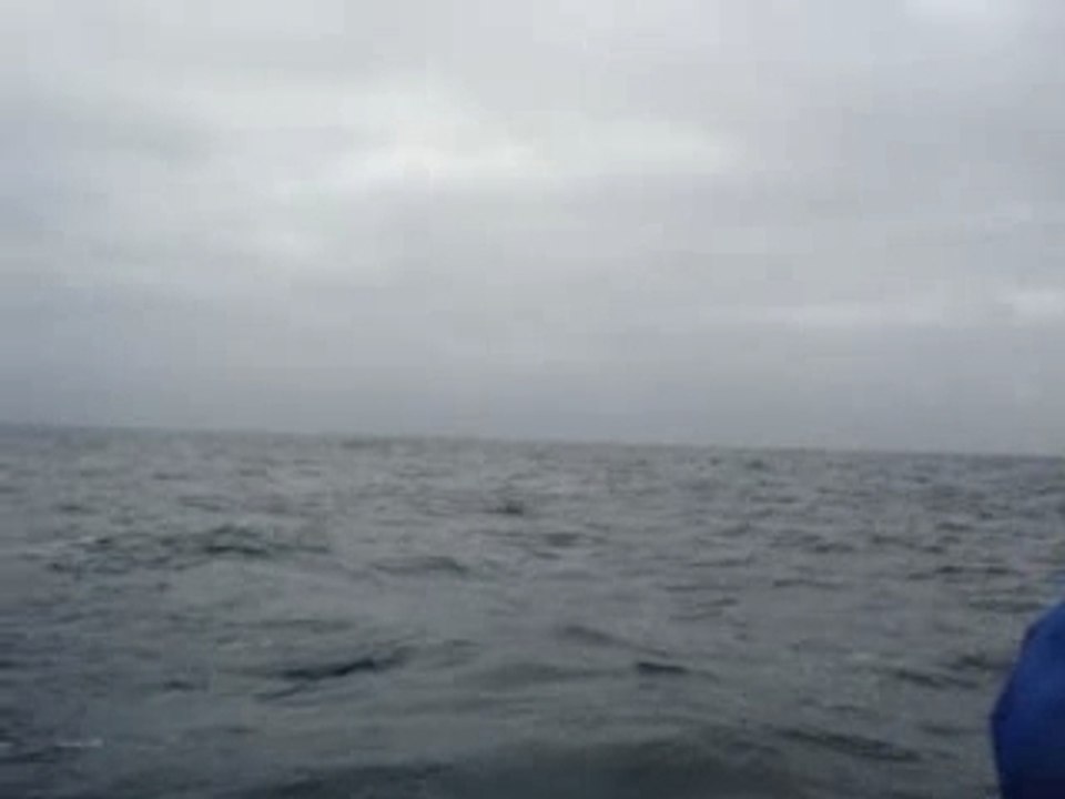 Baleine3 GRANDS SAUTS