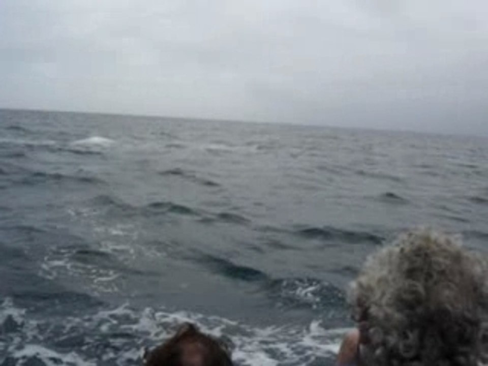 Baleine5