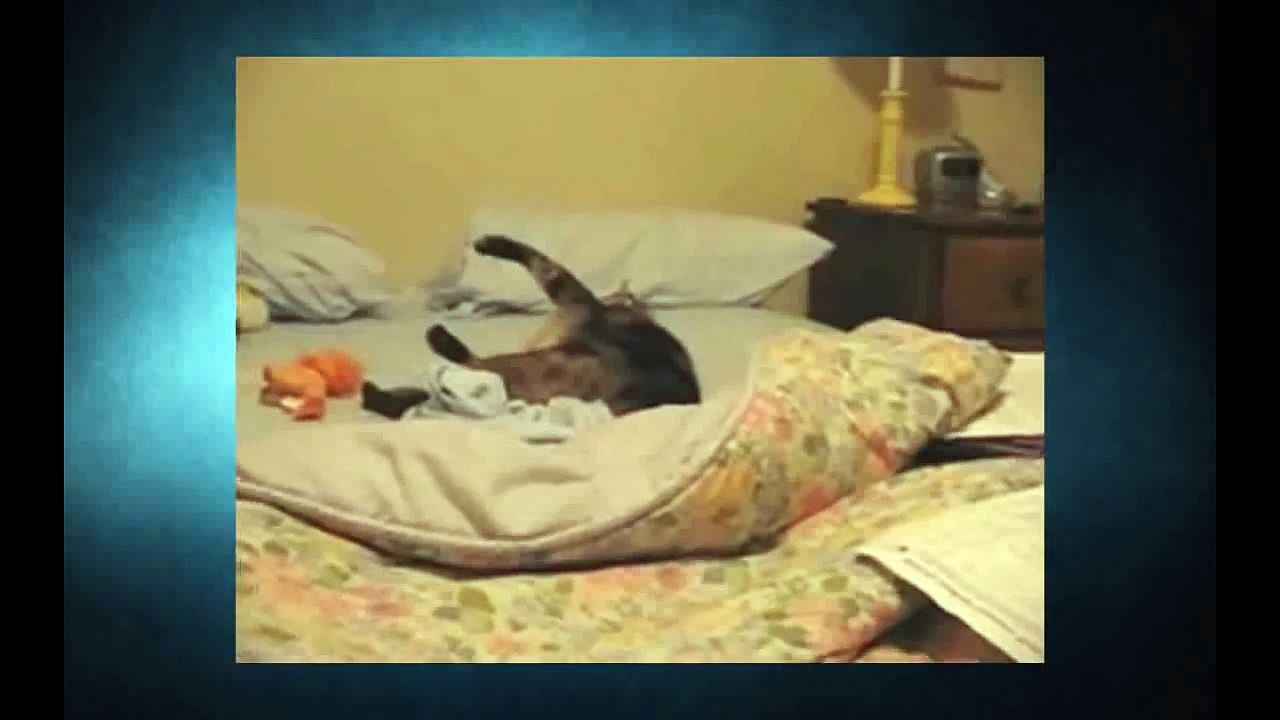 Funny Cats Video - Funny Cat Videos Ever- Funny Videos 2014 - Funny Animals Funny Animal Videos (2)