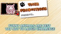Funny animals are best try not to laugh challenge - Funny animal compilation - YouTube