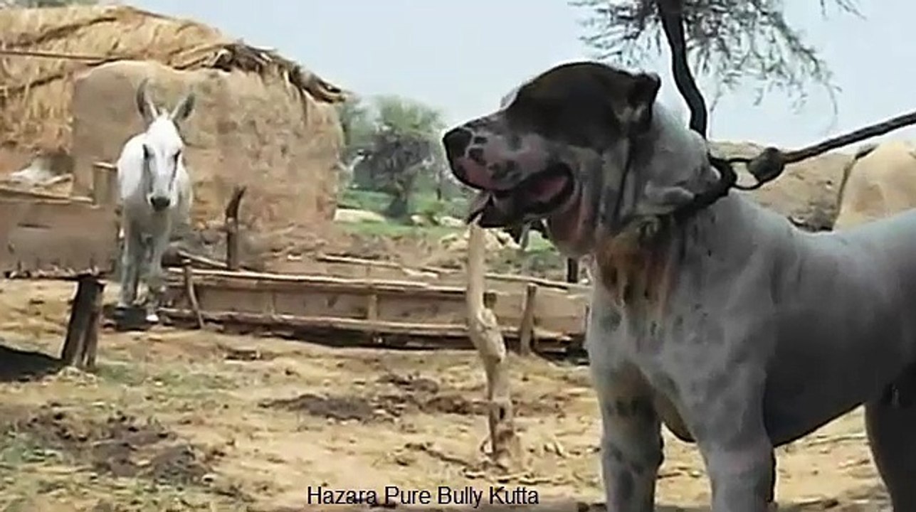 dog fight bully kutta