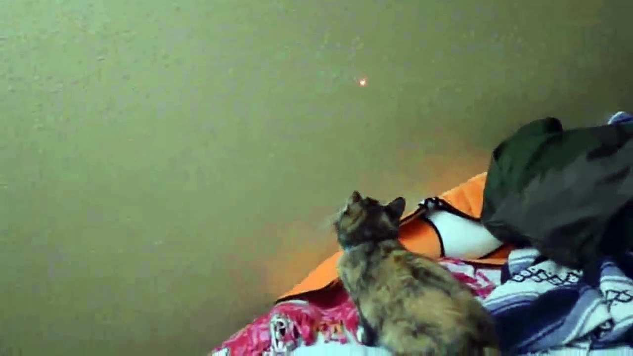 funny Videos 2014 - Funny Cats Video - Funny Cat Videos Ever - Funny Animals Funny Fails 2014 (24)
