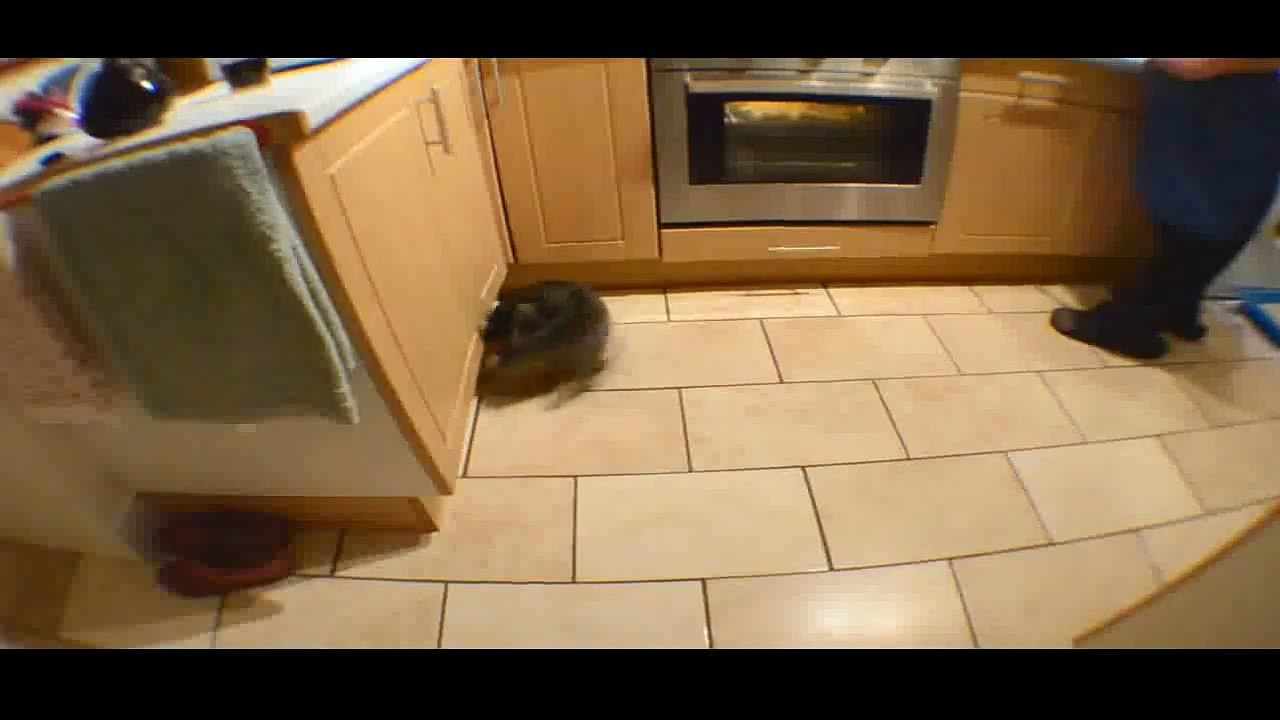 Funny Videos 2014 - Funny Cats Video - Funny Cat Videos Ever - Funny Animals Funny Fails 2014 (27)