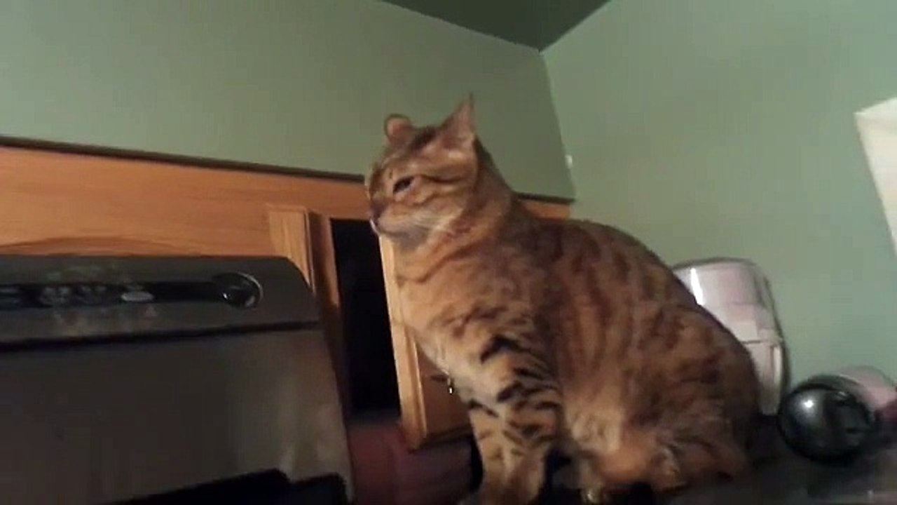 les chats sont vraiment des enfoirés. ..