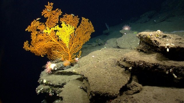 Obama just created the Atlantic's first marine monument