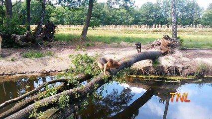 Fail Compilation July 2015 - February 2016    TNL