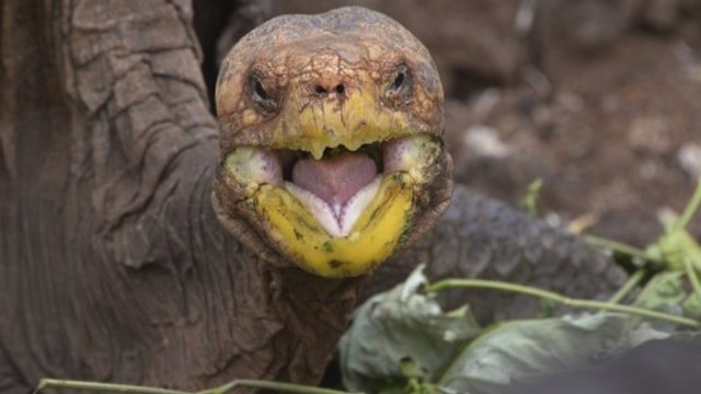 SEX CRAZED TORTOISE Makes 800 Babies