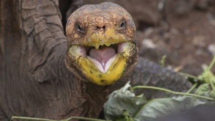 SEX CRAZED TORTOISE Makes 800 Babies