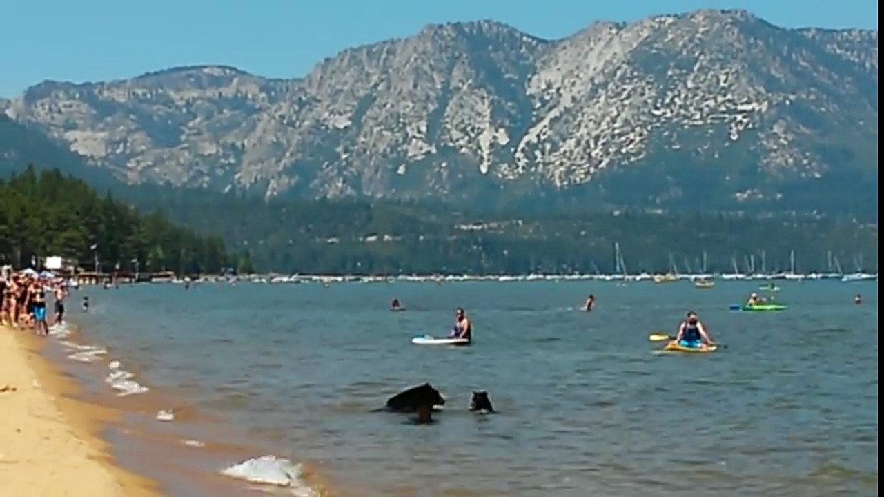 La scène qu'ils ont filmé, ils ne sont pas près de l'oublier ! Regardez pourquoi !