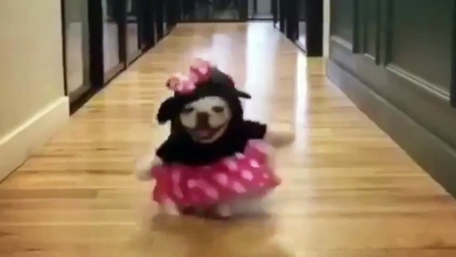 милые собаки