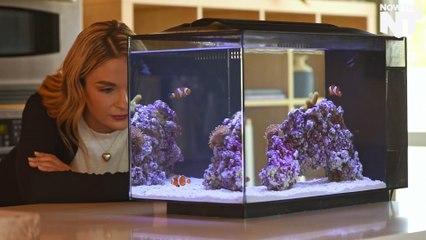 This Saltwater Aquarium Helps Preserve Aquatic Life