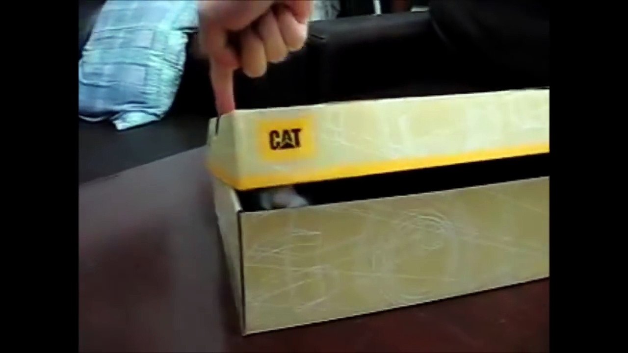 FUNNY CAT VIDEOS PART 4