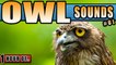OWL SOUNDS AND WIND IN THE TREES NOISE for Sleeping and relaxation. Sleep Sounds and White Noise for 1 hour