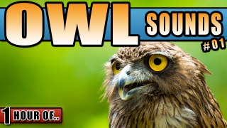 OWL SOUNDS AND WIND IN THE TREES NOISE for Sleeping and relaxation. Sleep Sounds and White Noise for 1 hour