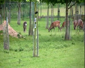 Sika herten geboorte kalfje 15 mei 2011 .avi