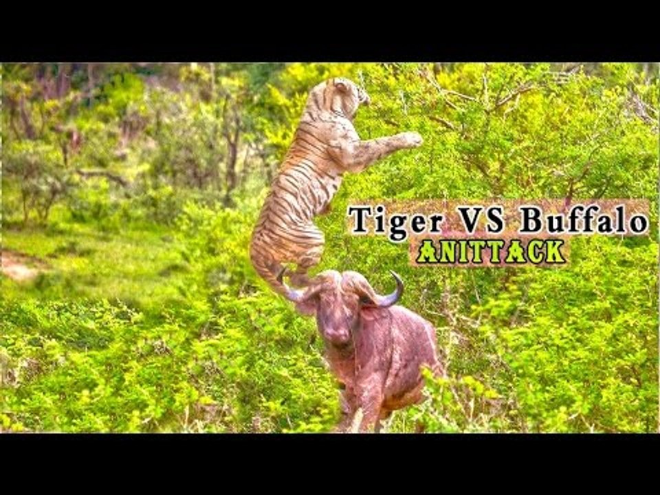tiger vs buffaloes new compilation 2016 HD