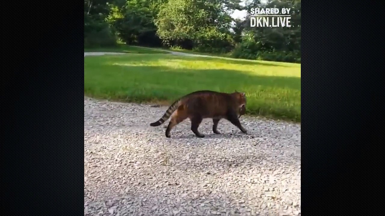cat and squirrel