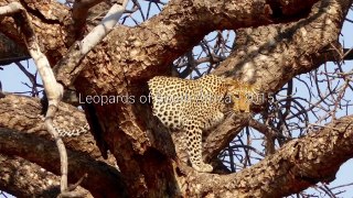 Leopards of South Africa-Mack Prioleau