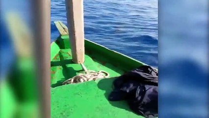 Hasta los delfines se solidarizan con los cubanos!