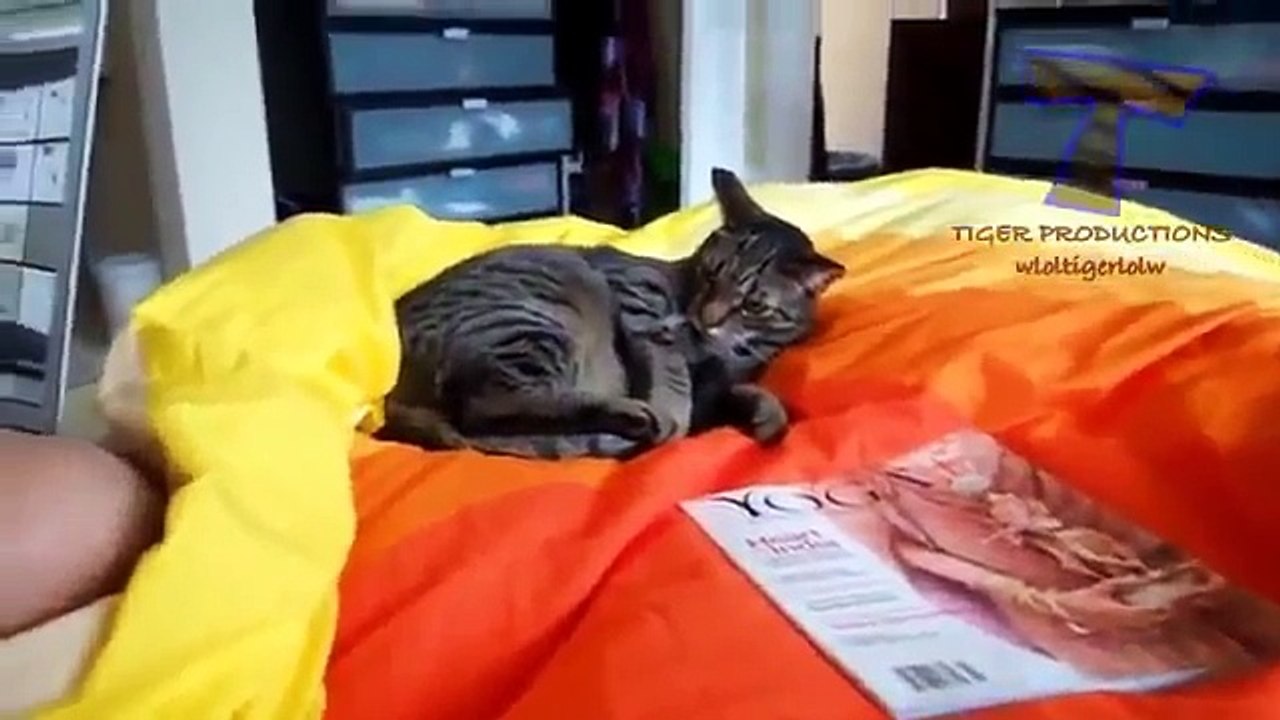 cat prank funny