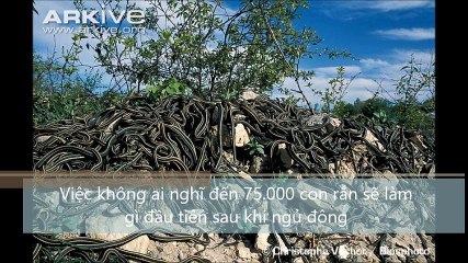 Việc không ai nghĩ đến 75.000 con rắn sẽ làm gì đầu tiên sau khi ngủ đông