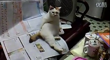 Cats, the funniest pets that make us laugh