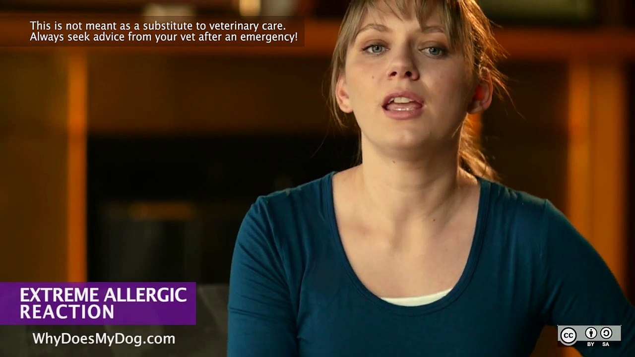 Dog and Puppy First Aid: Extreme Allergic Reaction