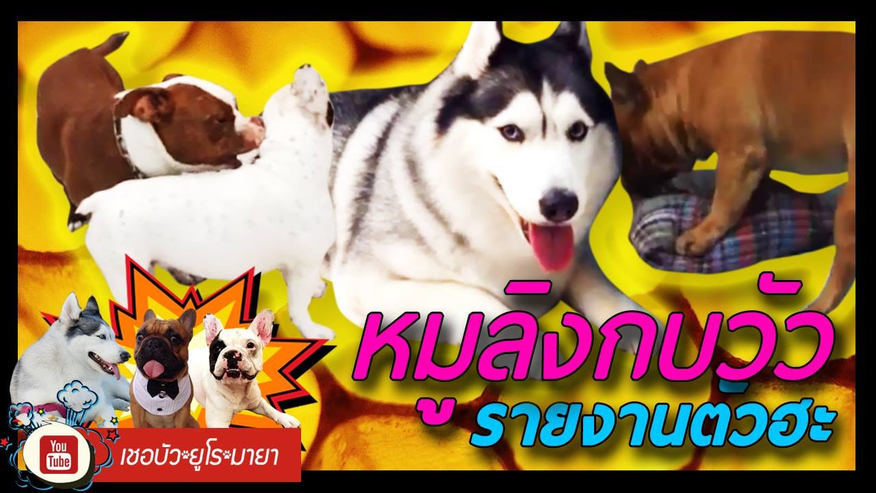 เชอบัว ยูโร มายา ตอนที่ 96  หมู ลิง กบ วัว รายงานตัวฮะ