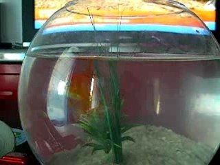 Tata mon poisson rouge