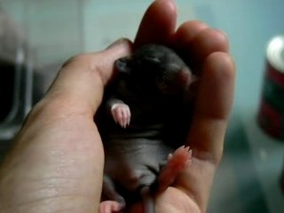 Karité bébé, mode dodo