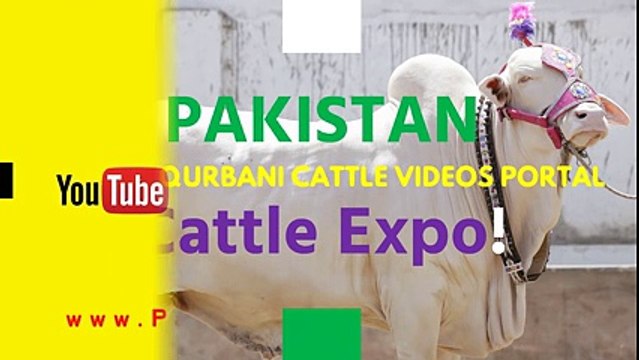 Bakra Mandi 2016 2017 Islamabad Eid ul adha Bakra Eid (4)