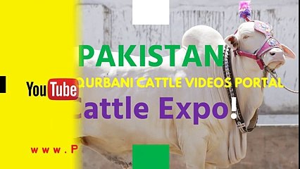 Bakra Mandi    2016    2017    Islamabad    Eid ul adha    Bakra Eid (4)