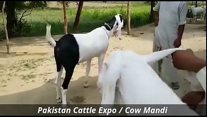 Bakra Mandi    2016    2017    Islamabad    Eid ul adha    Bakra Eid