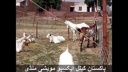Bakra Mandi    2016    2017    India    Lahore    Faisalabad    Islamabad    Karachi