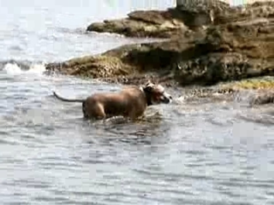 Patator à la mer...