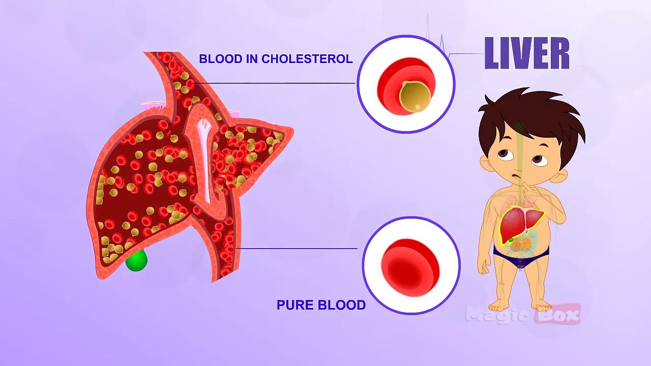 Liver - Human Body Parts In Tamil - Pre School - Animated Videos For Kids