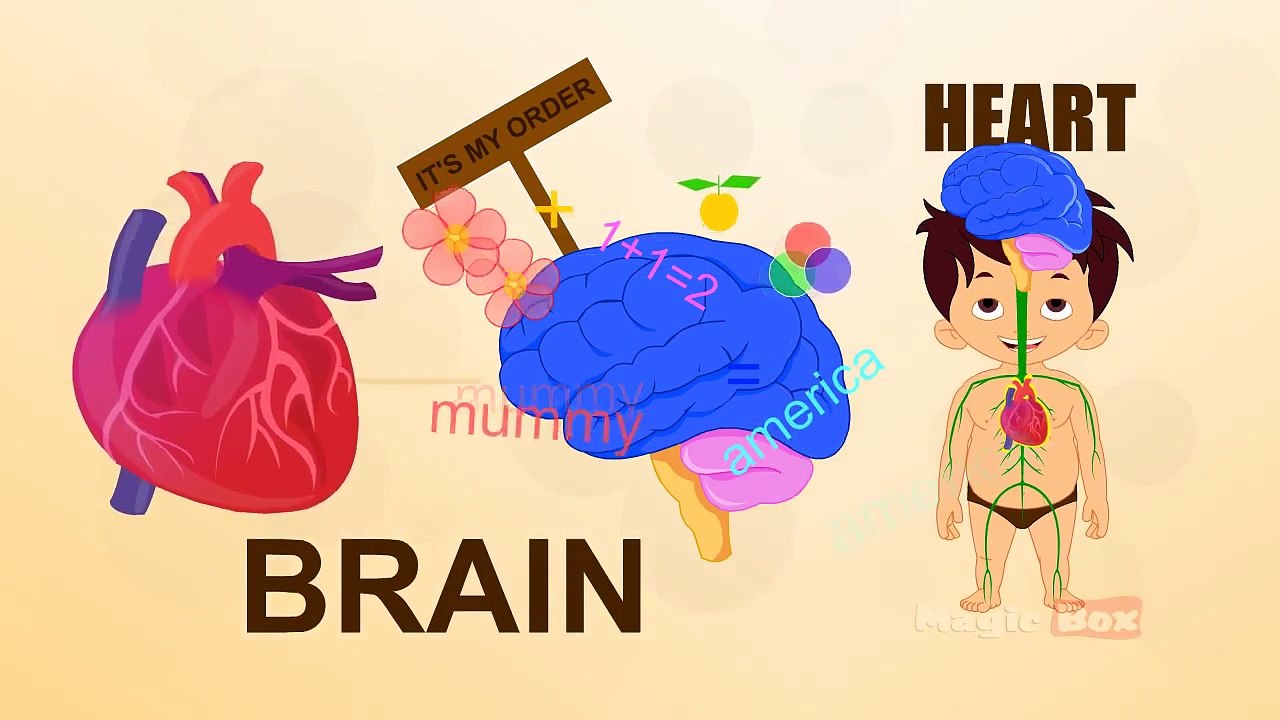 Heart - Human Body Parts In Tamil - Pre School - Animated Videos For Kids