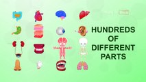 Introduction - Human Body Parts In Tamil - Pre School - Animated Videos For Kids