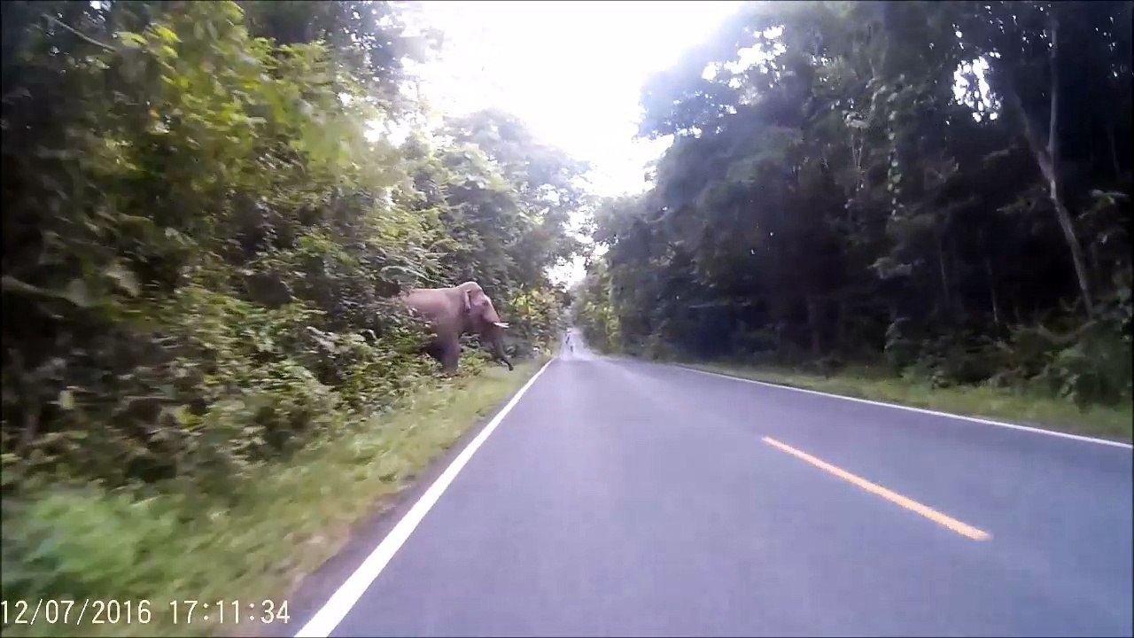 Quand tu frôles un éléphant à moto, pas loin de la cata