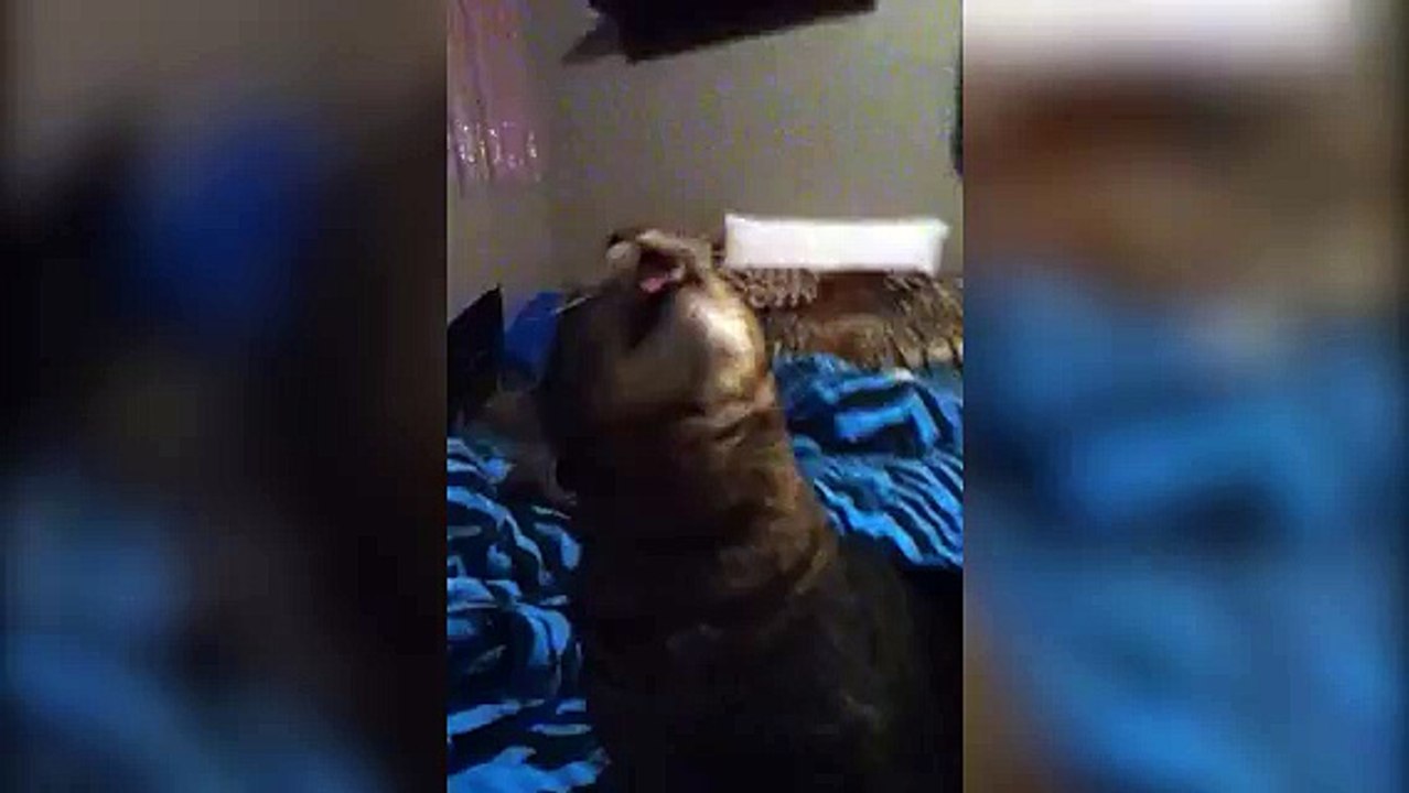 Chat possédé par le démon! ahahah