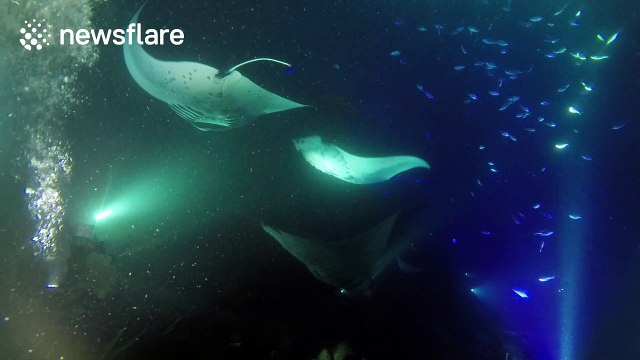 Divers surrounded by manta rays in Hawaii