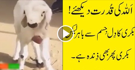 Goat heart is outside Miracle of God Book  on Islamic History