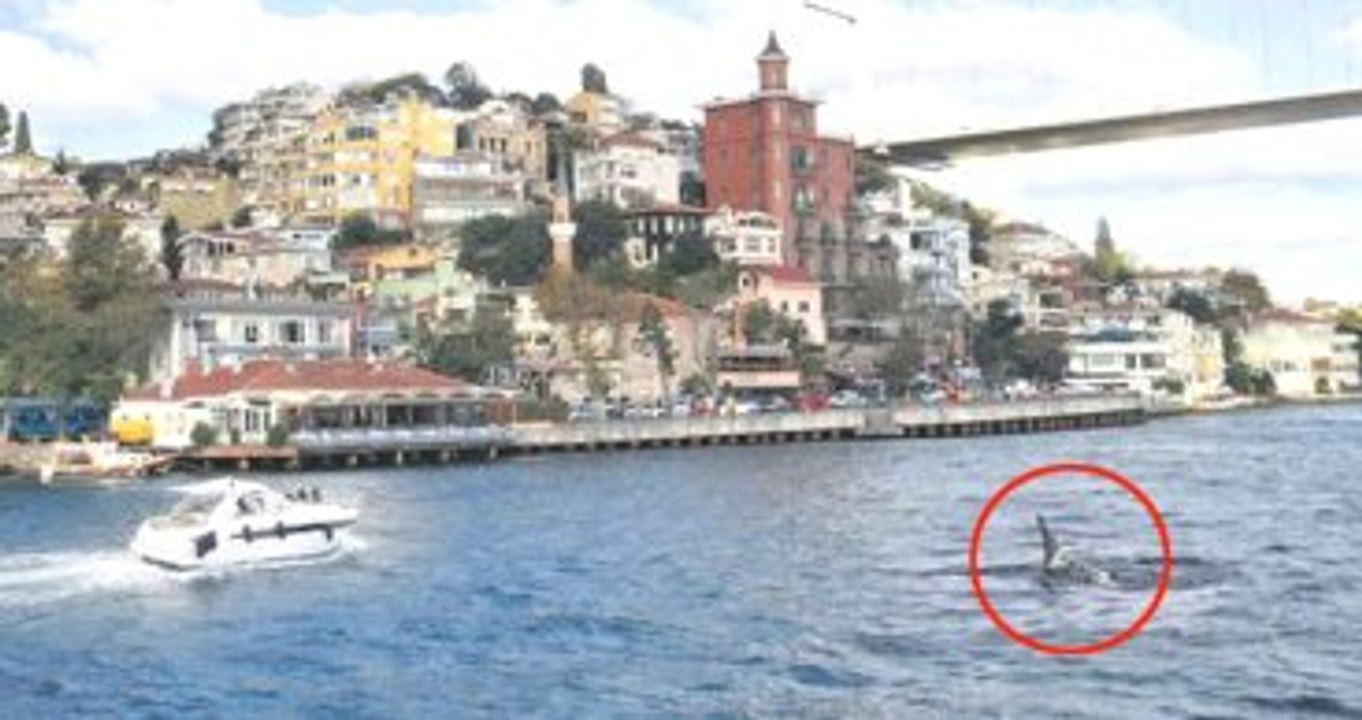 İstanbul'da Korkutan Görüntü! Boğaz'da Köpekbalığı!
