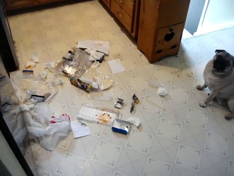 Guilty Pugs!!!!! - YouTube